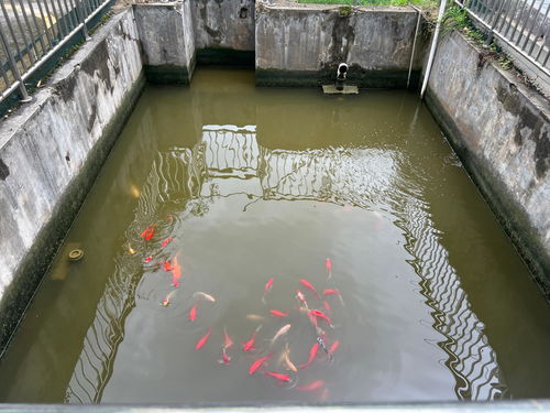 多彩貴州網 每天自產自銷50噸污水，這家藥廠如何做到的？——餐廚垃圾處理的另類模式
